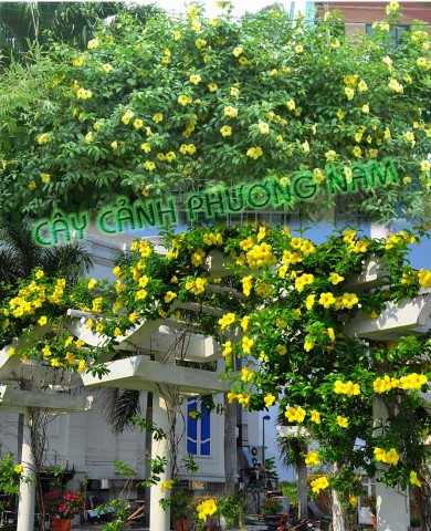 Dây Quỳnh Anh