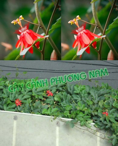 Dây Sao Đỏ