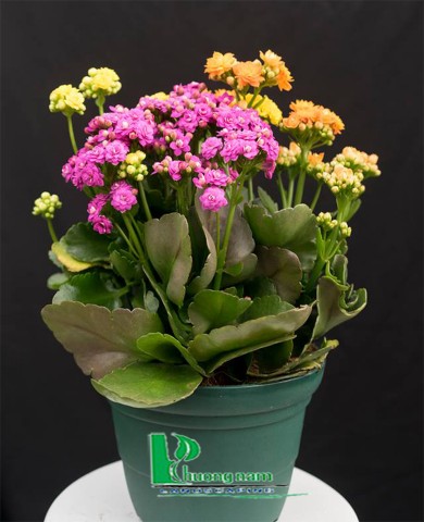 Cây Sống đời 75 Cây Sống đời 75