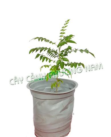 Chậu Cây Cà Ri