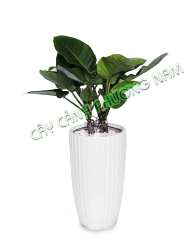 Cây Hoàng Đế Xanh Cây Hoàng Đế Xanh