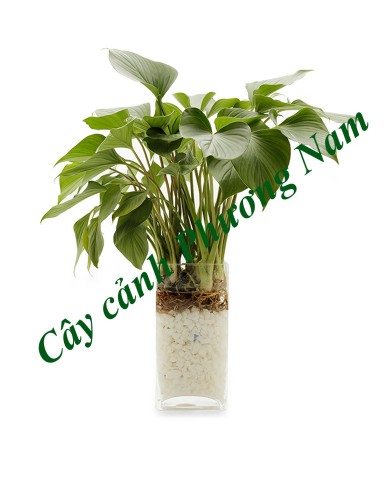 Cây Thanh Tâm Cây Thanh Tâm