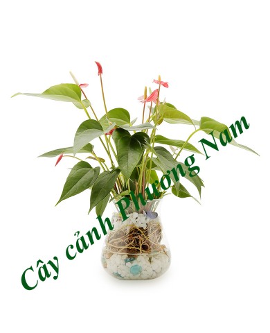 Cây Hồng Môn Cây Hồng Môn