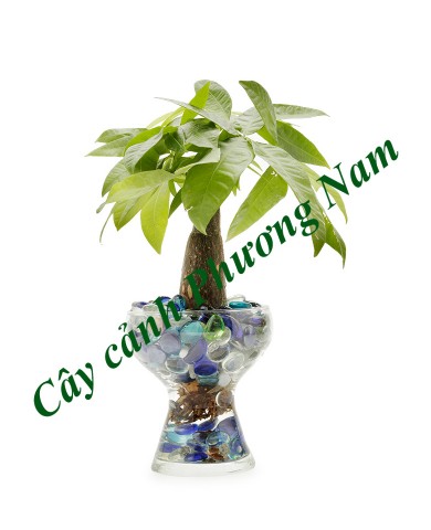 Cây Kim Ngân Cây Kim Ngân