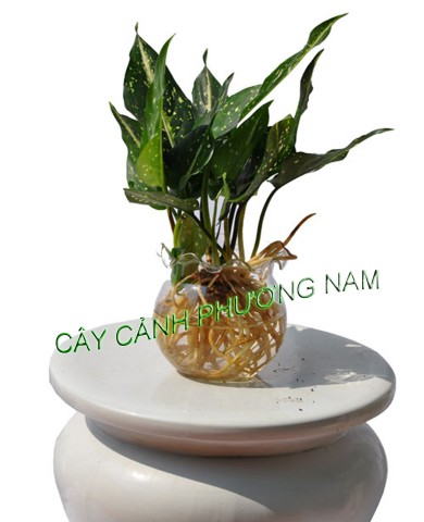 Cây Chân Rết