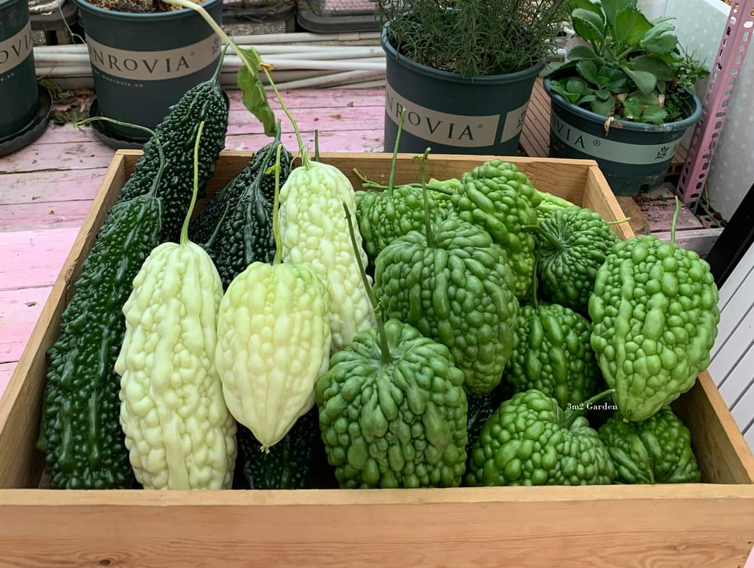 khổ qua, trồng rau sạch, rau sạch tại nhà